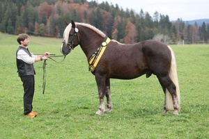 Krsieger Viviano von Valention, ZG Leichtenstern, Prebitz (Foto Doris Matthaes)