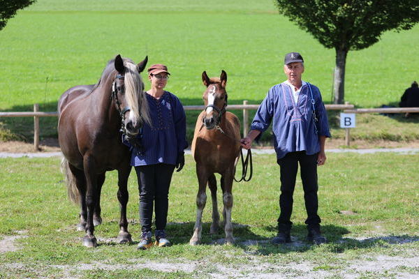 Goldfohlen Fritzi von Markgraf, Karlheinz Reichmann, Weilheim