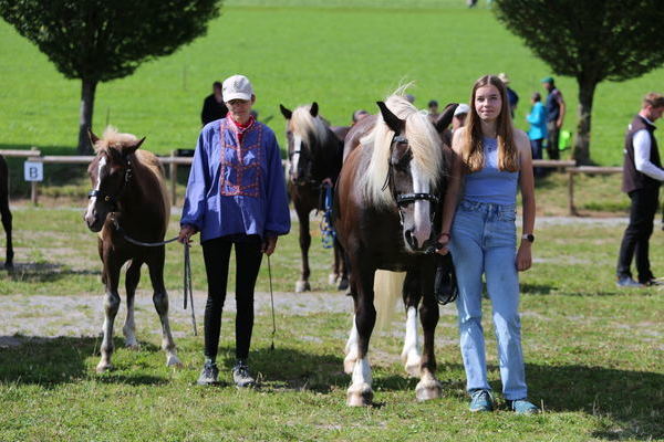 Goldfohlen Miss Monja von Markgraf, Sylvia Stiegeler Stegen