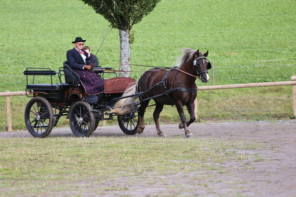 2. Platz 5j. und lter, Greta von Rosenkavalier, Note 8,03, Sabine Rosenfelder, Furtwangen, Fahrer Helmut Faller, Foto Alfred Schwr