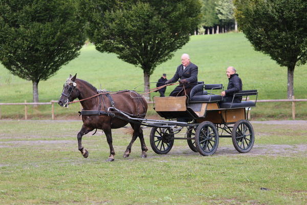 3. Platz 5j. und lter, Helga von Vento, Note 8,01, Josef Allgaier, Hofstetten, Fahrer Heinrich Lebtig, Foto Alfred Schwr