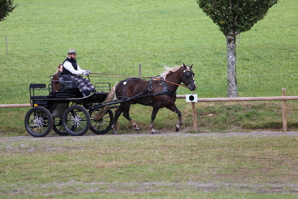 Sieger 5j. und lter, Ophelia von Venot, Note 8,79, B: Peter Lehmann, Freudenstadt, Fahrer Roland Finsterwald, Foto Alfred Schwr