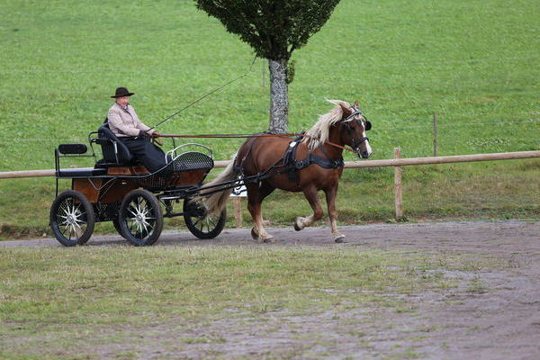 Lena von Wilder Retter, Familie Mller, Titisee-Neustadt, Fahrerin Steffi Mller, (Foto Alfred Schwr)