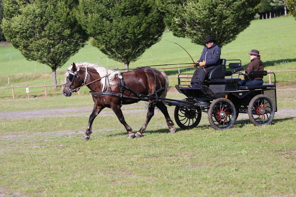 3. Platz 3-4j, Flora von Wildschtz, Note 7,74, Jrg Kurtz, Sulz, Fahrer Arnold Schtz, Foto Alfred Schwr