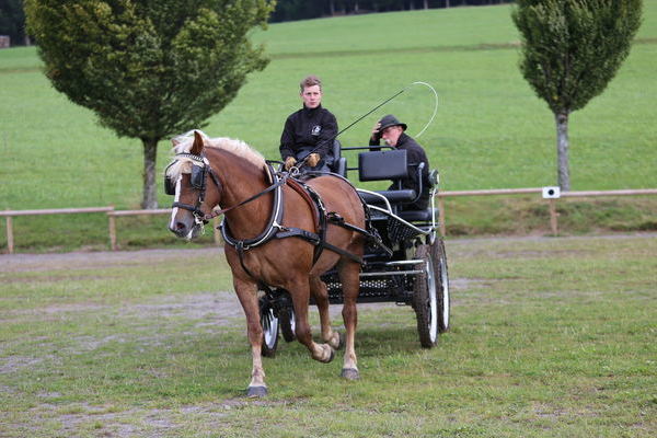 Helene von Markward, Note 7,35, Familie Ott, Schluchsee, Fahrer Benedikt Ott, (Foto Alfred Schwr)