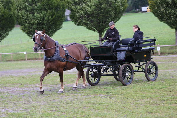 2.Platz 3-4j., Rosalie von Dachs, Note 7,81, Kai Meimbresse, Trendelburg, Fahrerin Katrin Mder, Foto Alfred Schwr