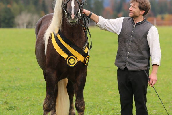 Viviano von Valentino, Krsieger mit Junghengstprmie, Z + B: ZG Leichtenstern (Foto Alfred Schwr)