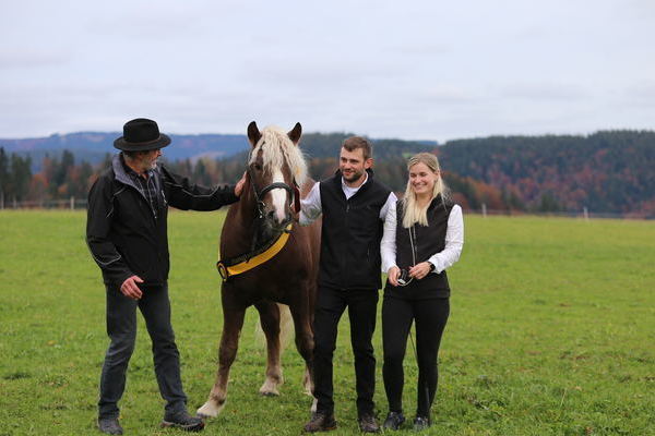 Don Camillo von Dachsstein, Junghengstprmie, Z: ZG Bauer, B: Maximilian Pfeffer (Foto Alfred Schwr)