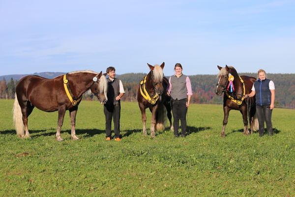 von links Feine Wlderin, Olea, Siegerstute 6-9j. Irmi von Markus, Z: Katrin Mder, St.Mrgen, B: Nico Gaiser, Baiersbronn, Note 8,13 (Foto Alfred Schwr)