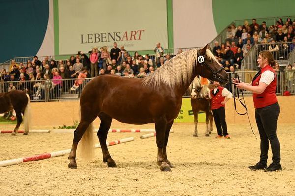 Bundesreservesiegerstute Irmi von Markus Z: Katrin Mder, St.Mrgen, B: Nico Gaiser, Baiersbronn (Foto Michaela Mertz)