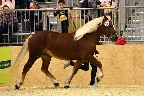 Bundesprmienstute Espes Elite von Mnchbru, Z+B: ZG Hfele, Bad Wurzach (Foto Michaela Mertz)