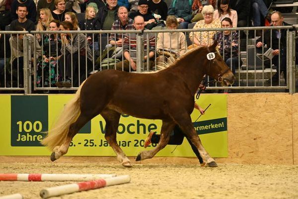 Bundessiegerstute Olea von Wilano, Peter Lehmann, Freudenstadt (Foto Michaela Mertz)