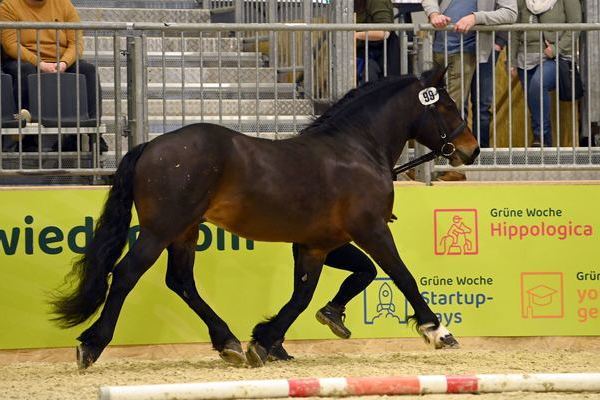 Bundesprmienhengst Rasputin von Rotenberg, Z: Werner Blattert, Bonndorf, B: HuL Marbach (Foto Michaela Mertz)