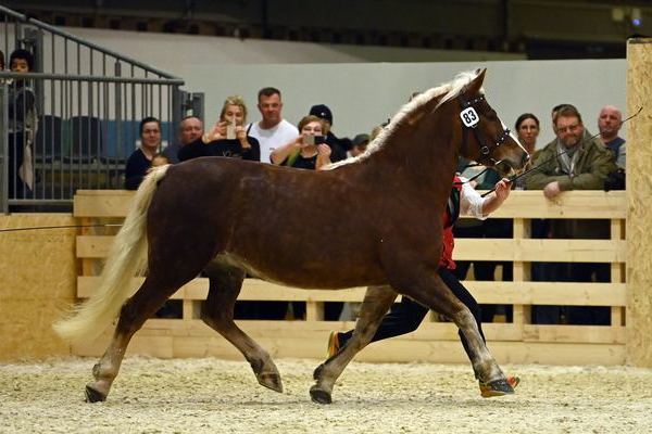 Bundesprmienstute Feine Wlderin von Wilano, Z + B: ZG Schmidt-Schrder , Offenburg, (Foto Michaela Mertz)