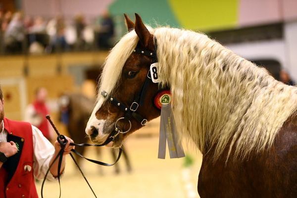 Bundesprmienstute Feine Wlderin von Wilano, Z + B: ZG Schmidt-Schrder , Offenburg, (Foto Michaela Mertz)