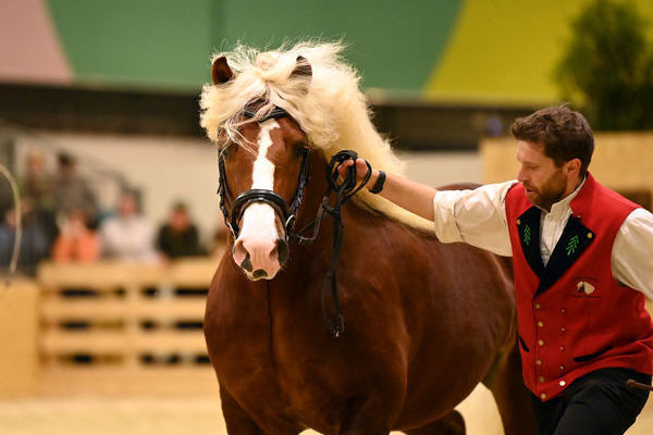 Bundesprmienhengst Rossato von Rubiniero, Z: Mansuet Rissler, Biederbach, B: Hans-Ulrich Gtz, Albstadt (Foto Michaela Mertz)