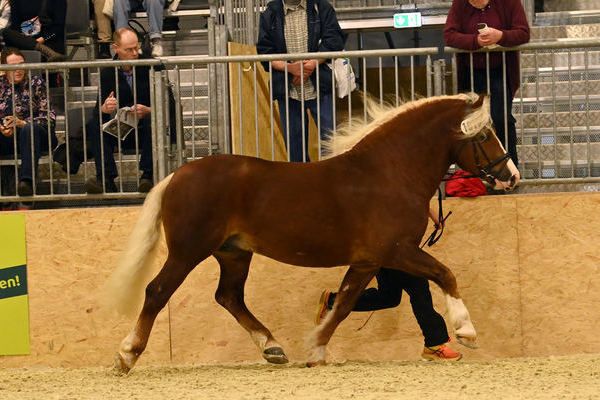 Bundesprmienhengst Rossato von Rubiniero, Z: Mansuet Rissler, Biederbach, B: Hans-Ulrich Gtz, Albstadt (Foto Michaela Mertz)