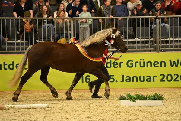 Bundesreservesiegerstute Irmi von Markus Z: Katrin Mder, St.Mrgen, B: Nico Gaiser, Baiersbronn (Foto Michaela Mertz)