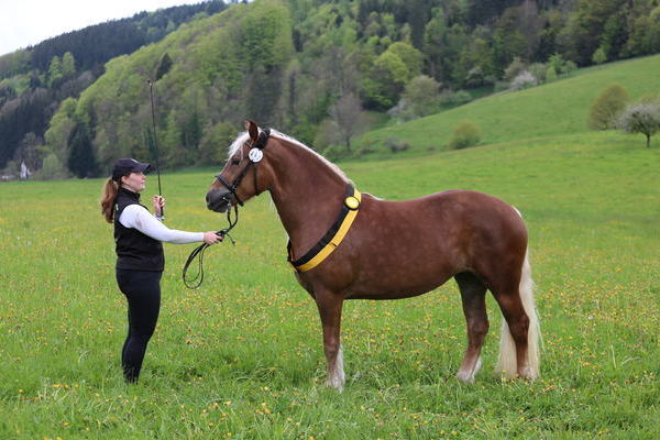 Siegerstute Elzach: Nela von Drachenfels, Note 7,92, Michael Schill, Elzach-Prechtal  (Foto Alfred Schwr)