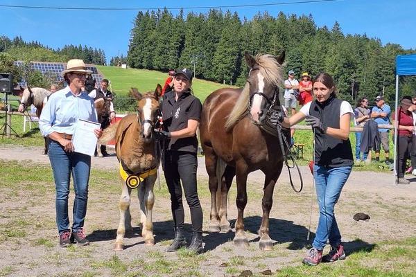 Siegerhengstfohlen Davino, ZG Schuler, St.Mrgen mit berreichung des Ehrenpreises durch Fr. Dr. Carolin Eiberger von Marbach (Foto Alfred Schwr)
