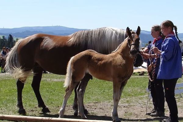 Siegerhengstfohlen der Hengstnachzuchtschau Fridolin von Findus, Z: Familie Rombach, Stegen-Eschbach  (Foto: Elke Bresler-Rosewich)