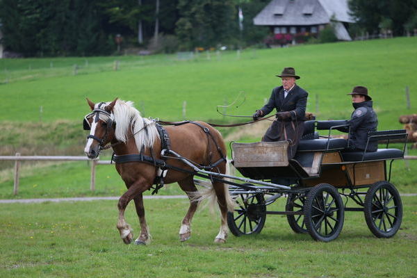 -Juna von Federsee, Note 7,24, Z: Silvia Bilewski-Keller, B: Heinrich Lebtig, Horben (Foto Alfred Schwr) (->)