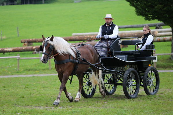 -Rina von Maitanz, Note 8,14, Z+B Bernhard Wanke, Baiersbronn, Fahrer Roland Finsterwald (Foto Alfred Schwr) (->)
