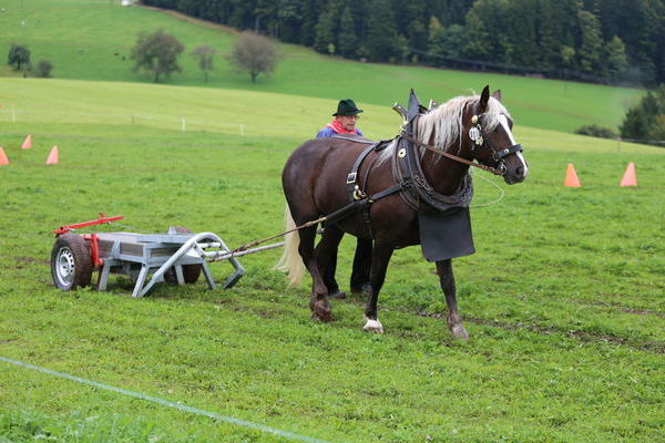-Felina von Ratin, Note 7,58, Z + B Jrg Kurtz, Sulz a.N., Fahrer Arnold Schtz (Foto Alfred Schwr) (->)