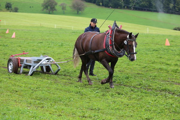 -Ricarda von Falkenstein, Note 7,76, Z + B Markus Becherer, Elzach (Foto Alfred Schwr) (->)