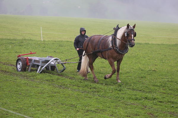 -Nela von Drachenfels, Note 7,28, Z + B Michael Schill, Elzach, Fahrerin Elena Schill (Foto Alfred Schwr) (->)