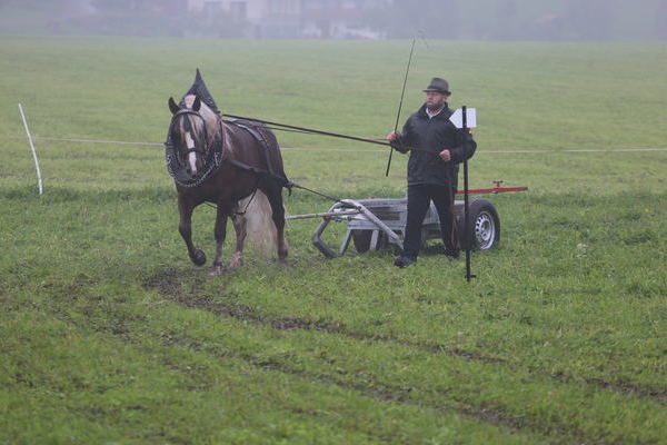 -Rina von Maitanz, Note 8,14, Z+B Bernhard Wanke, Baiersbronn, Fahrer Roland Finsterwald (Foto Alfred Schwr) (->)