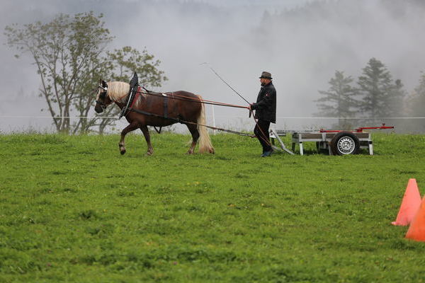 --Rina von Maitanz, Note 8,14, Z+B Bernhard Wanke, Baiersbronn, Fahrer Roland Finsterwald (Foto Alfred Schwr) (->)