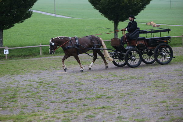 -Roberta von Dagobert, Note 7,41, ZG Blattert, Bonndorf (Foto Alfred Schwr) (->)