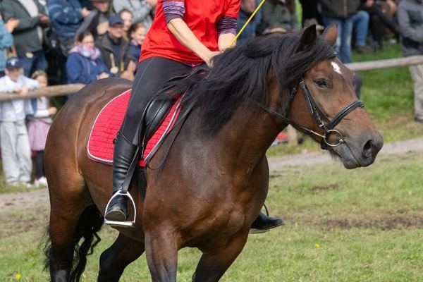 Horse und bike 1(Foto Wolfgang Scheu