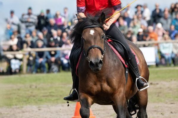Horse und Bike 2(Foto Wolfgang Scheu
