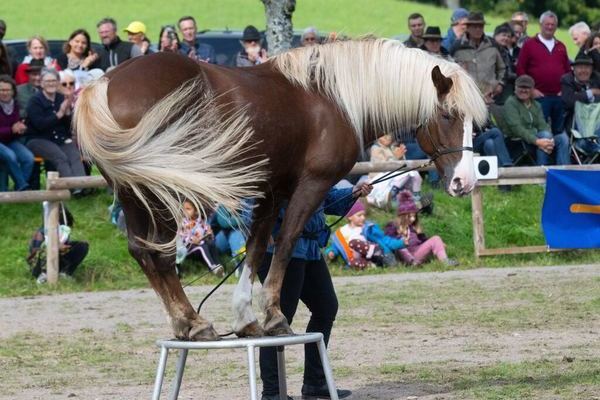 Schwarzwaldzirkus (Foto Wolfgang Scheu)5