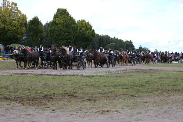 Fahrquadrille Zuchtverein Hochschwarzwald (Foto Alfred Schwr).J