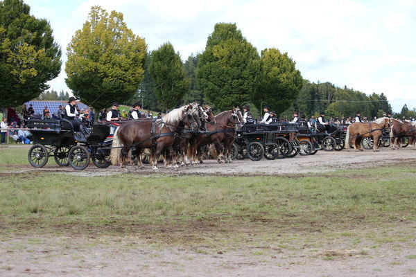 Fahrquadrille ZV Hochschwarzwald(Foto Alfred Schwr) .J