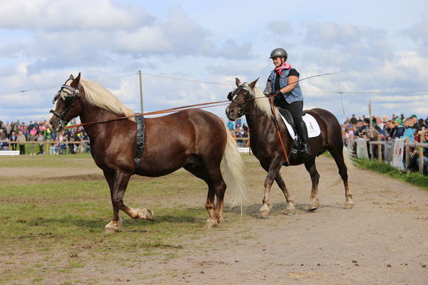 Gemischte Quadrille JZ (Foto Alfred Schwr).J