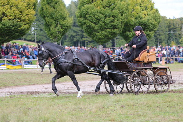 Horse & Bike (Foto Alfred Schwr).J