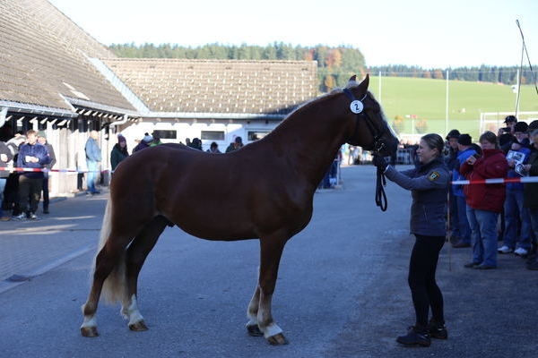 Weissensee nicht gek�rt