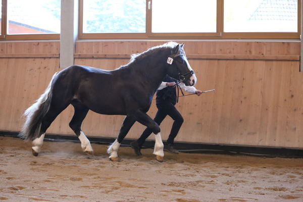 Djuri ( nicht gek�rt)