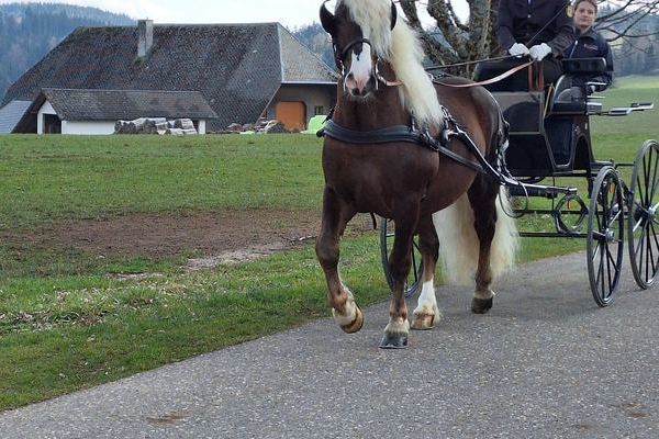 David, Deckstation St. M�rgen.j