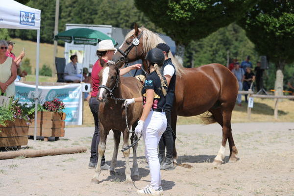 Stutfohlen "Isna" von William, Z: Katrin M�der, St. M�rgen, Gold,  (Foto: Alfred Schw�r)