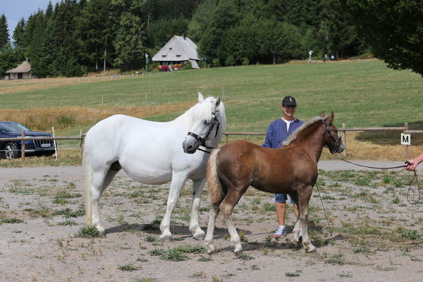 Hengstfohlen "Floh" von Markward, Z: Karlheinz Reichmann, Weilheim, Silber (Foto: Alfred Schw�r)