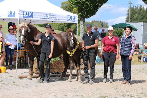 Hengstfohlen Reservesieger "Feldberg" von F�rstenberg, Z: ZG Schwer, Furtwangen (Foto: Alfred Schw�r)