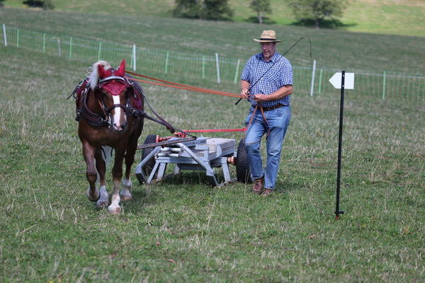 Polly, 4j., Note 8,09, Martin Erler, Dormettingen  (Foto Alfred Schw�r)
