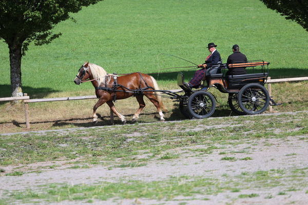 Polly, 3j. Note 7,74, Alwine Prison, Trier, Vorsteller Helmut Faller (Fahren), Klaus Tritschler (Ziehen)  (Foto Alfred Schw�r)