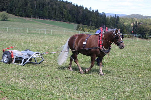 Elsa, 4j, Note 7,49, Simon L�ffler, Titisee-Neustadt  Vorsteller Klaus Tritschler (Ziehen)   (Foto Alfred Schw�r)