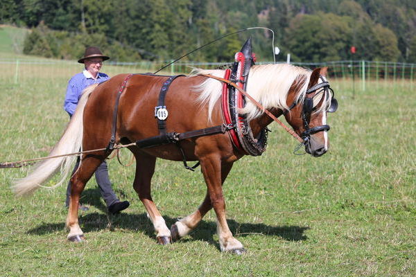 Hannelore, 5j, Note 7,94, ZG M�ller, Titisee-Neustadt  (Foto Alfred Schw�r)